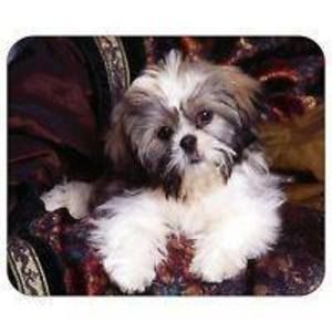 Meet your Posher, Connie